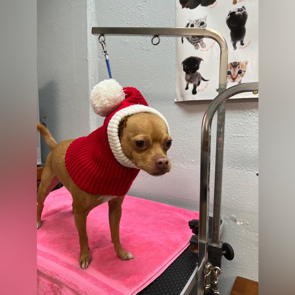 Red and White Dog Christmas Hat